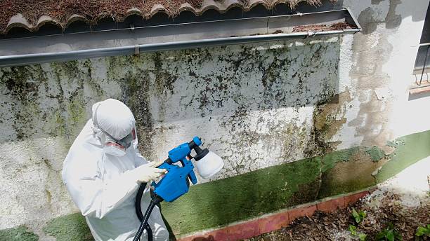 Trusted Commercial Mold Remediation service in Boyce, VA - Cheap Mold Removal